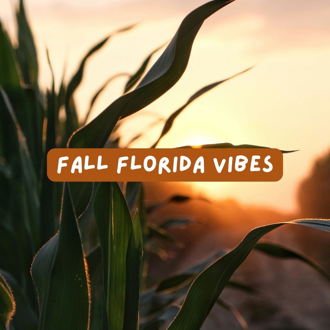 Fall Florida Vibes